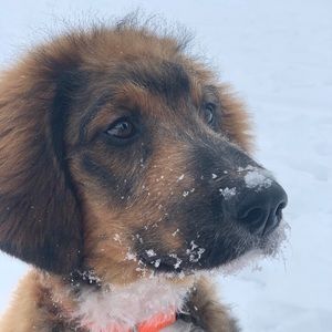 Meet your Posher, Sophie